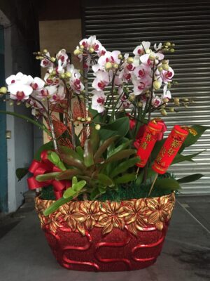 編號:D0006----賀喜經典蘭花